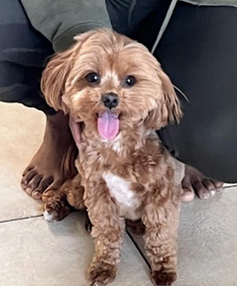 Enlarge Chai, an adopted mixed breed in Amherst, MA image 2/5