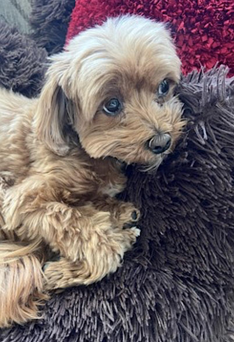 Enlarge Chai, an adopted mixed breed in Amherst, MA image 4/5