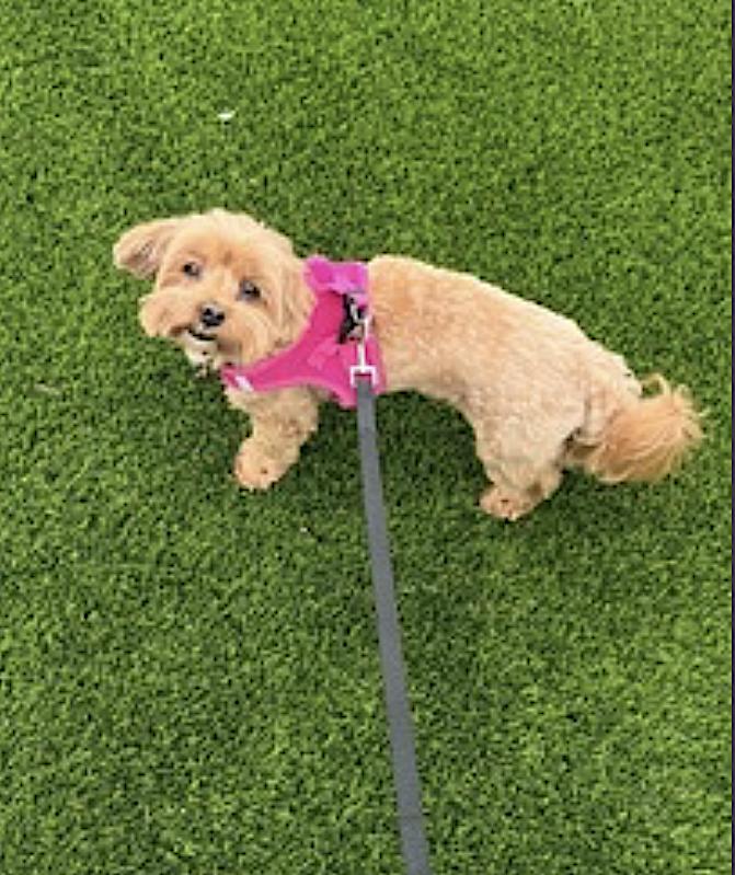 Enlarge Chai, an adopted mixed breed in Amherst, MA image 5/5