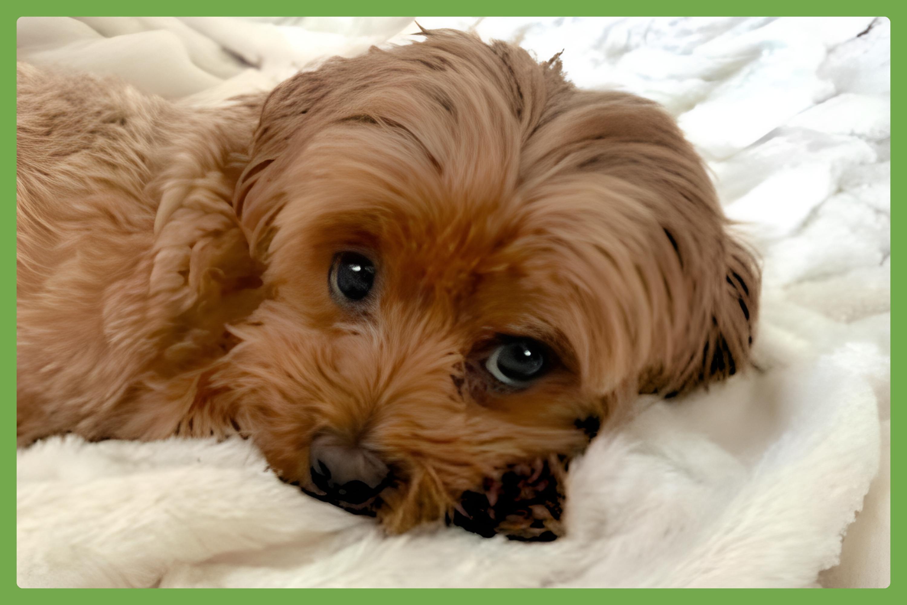 Enlarge Chai, an adopted mixed breed in Amherst, MA image 1/5