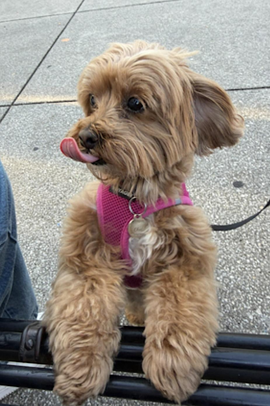 Enlarge Chai, an adopted mixed breed in Amherst, MA image 3/5