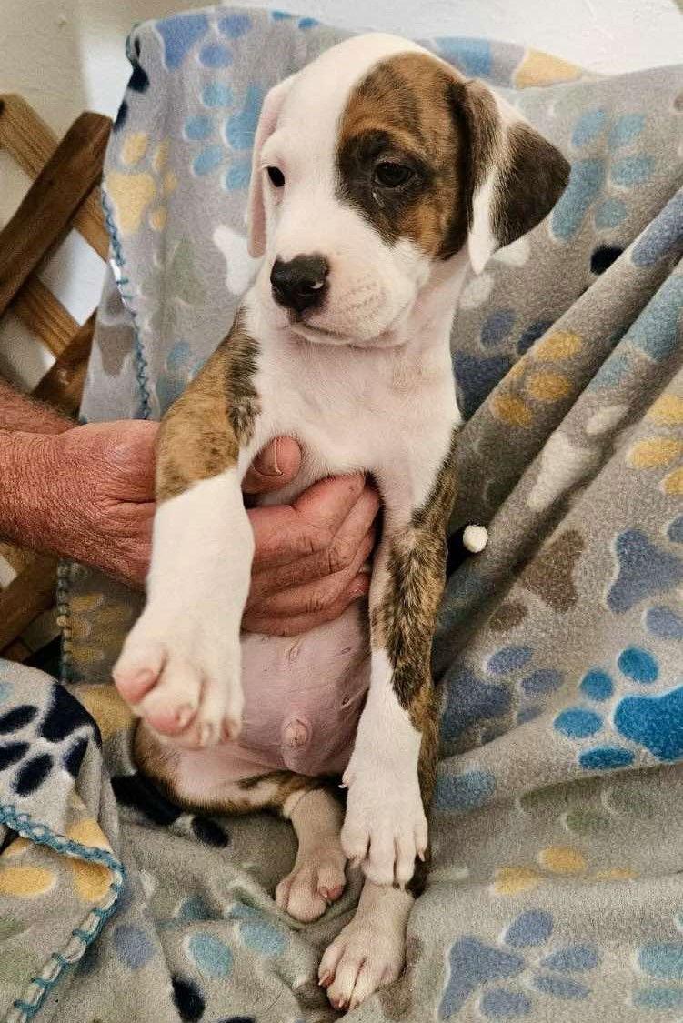 Thor, Adopted, Puppy Male Boxer.