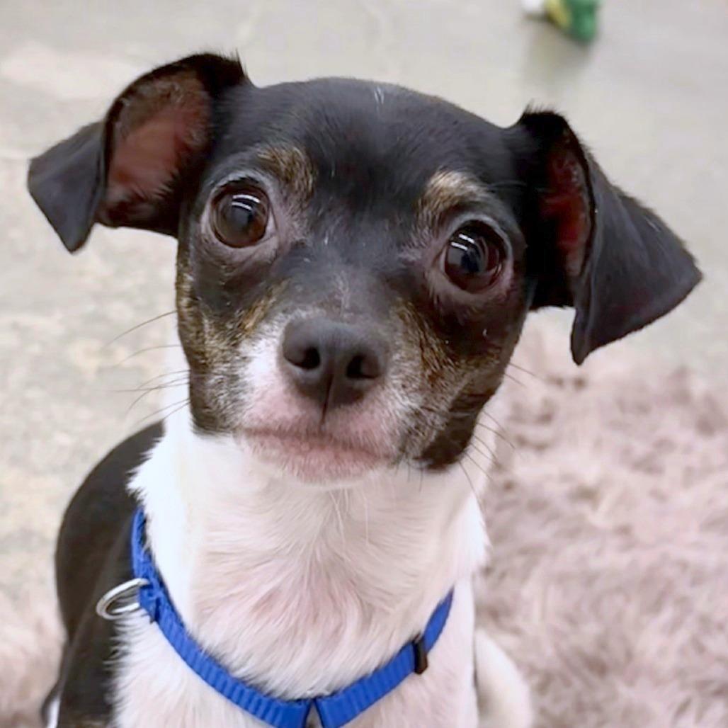 Gigi, Adoptable, Young Female Chihuahua & Pug.