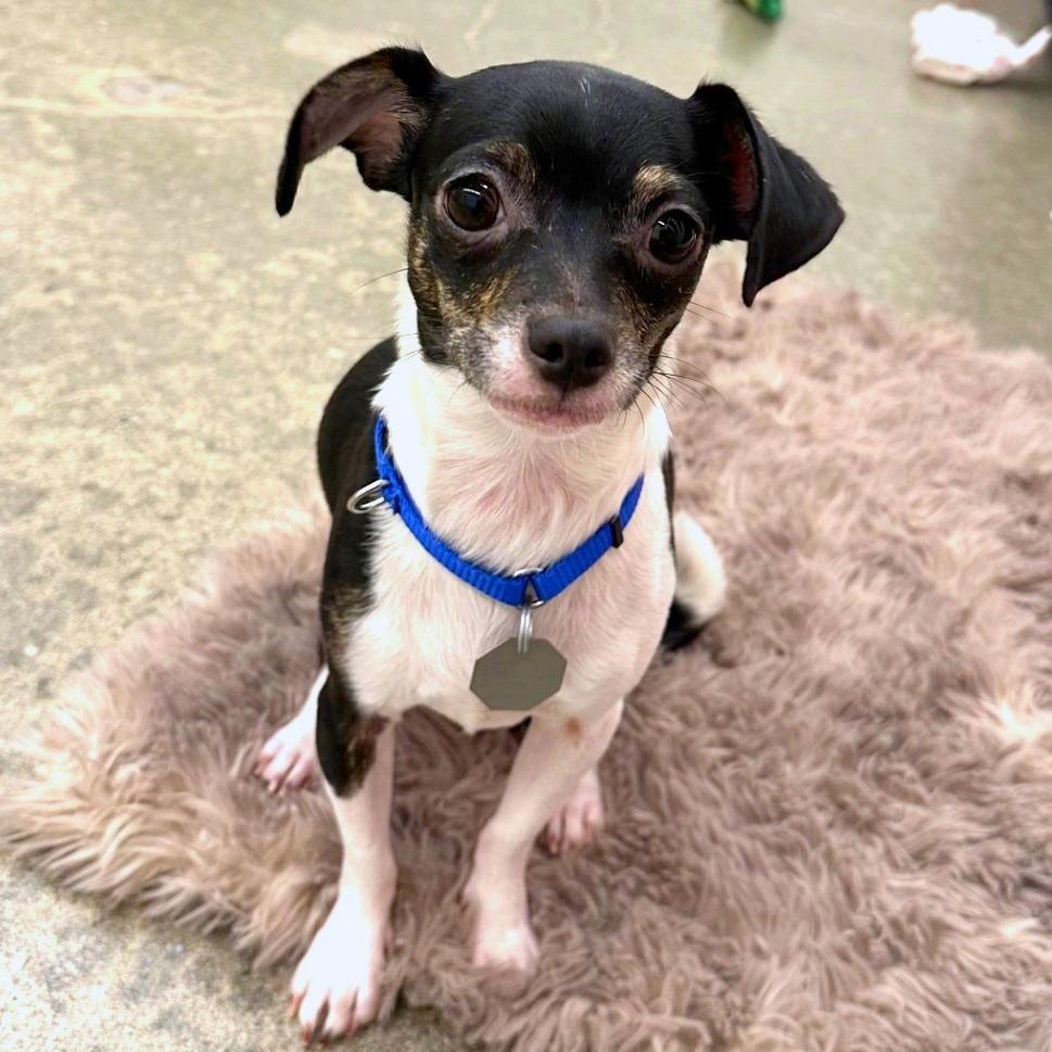 Enlarge Gigi, a Adoptable mixed breed in Woodinville, WA image 4/6