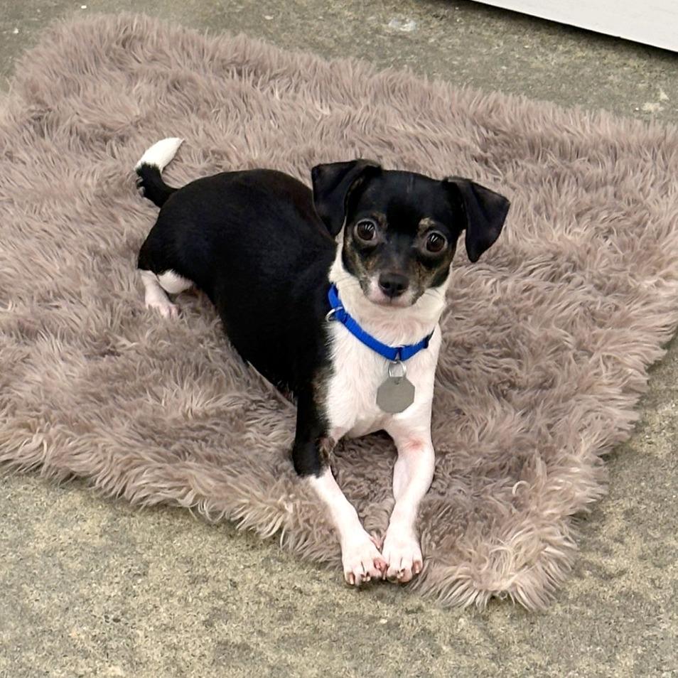 Enlarge Gigi, a Adoptable mixed breed in Woodinville, WA image 5/6