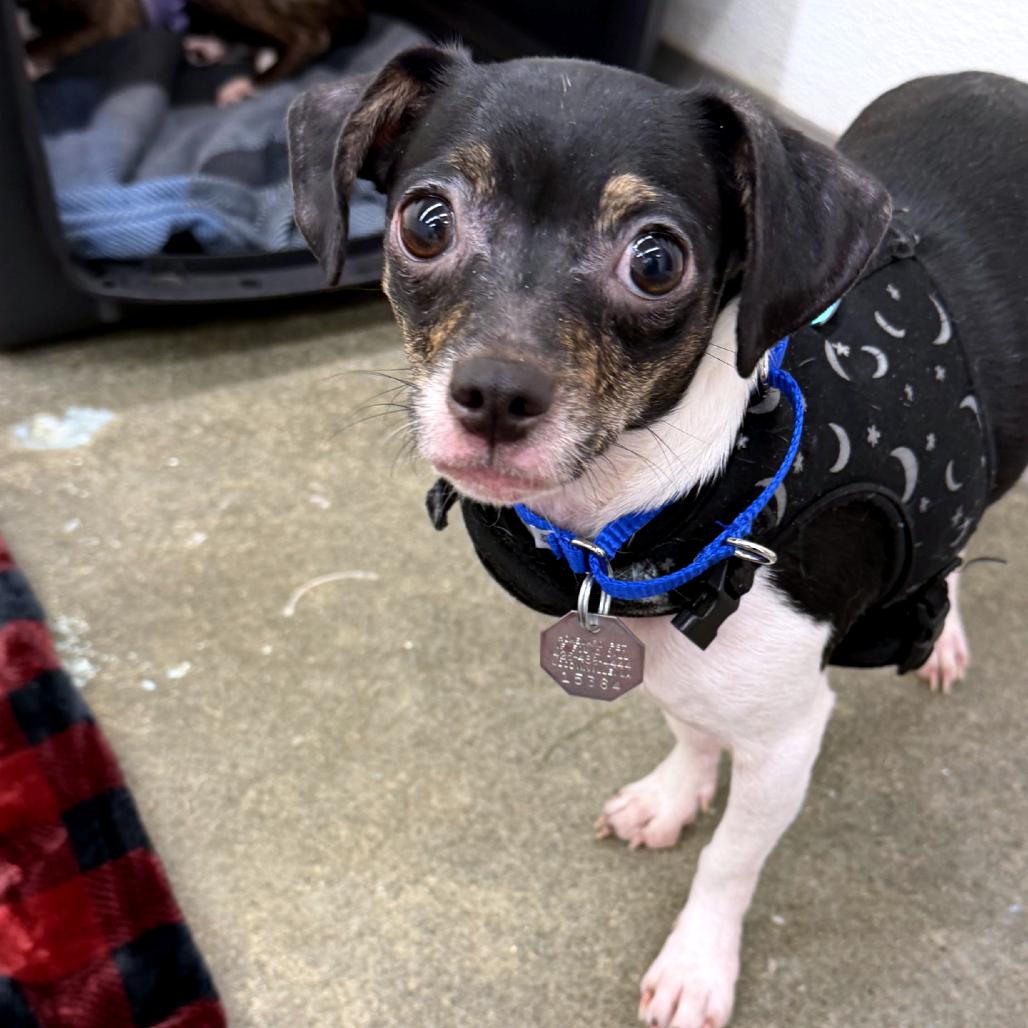 Enlarge Gigi, a Adoptable mixed breed in Woodinville, WA image 6/6
