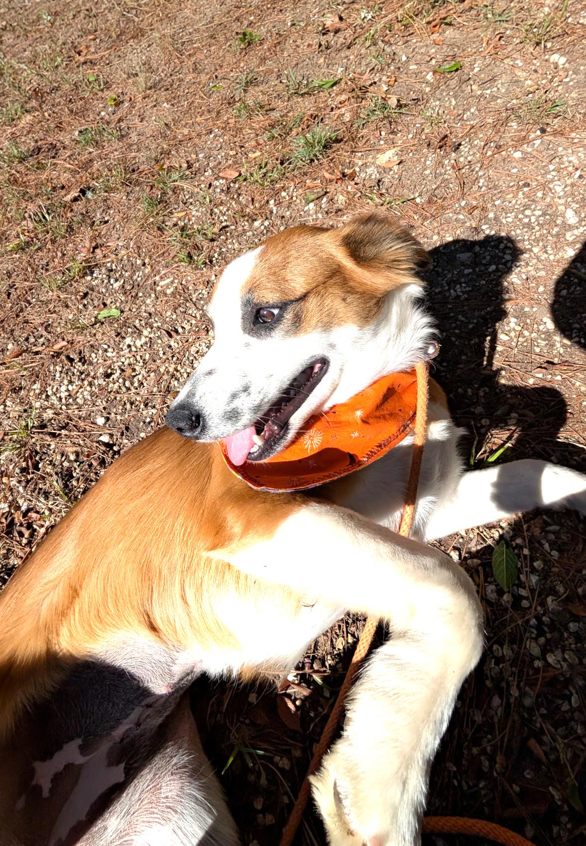 Enlarge Goldie, a Adoptable mixed breed in Coldspring, TX image 1/5