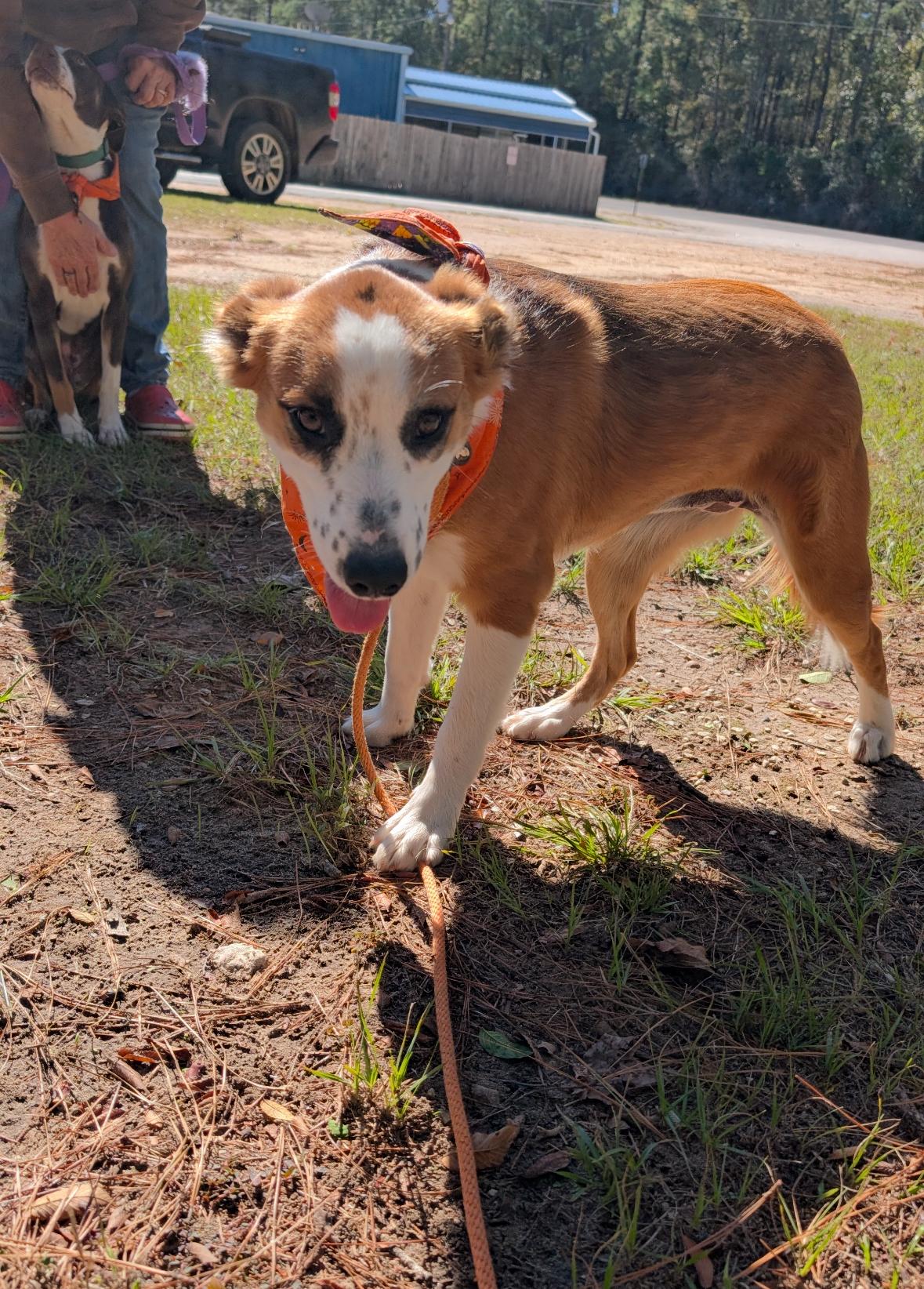 Enlarge Goldie, a Adoptable mixed breed in Coldspring, TX image 2/5