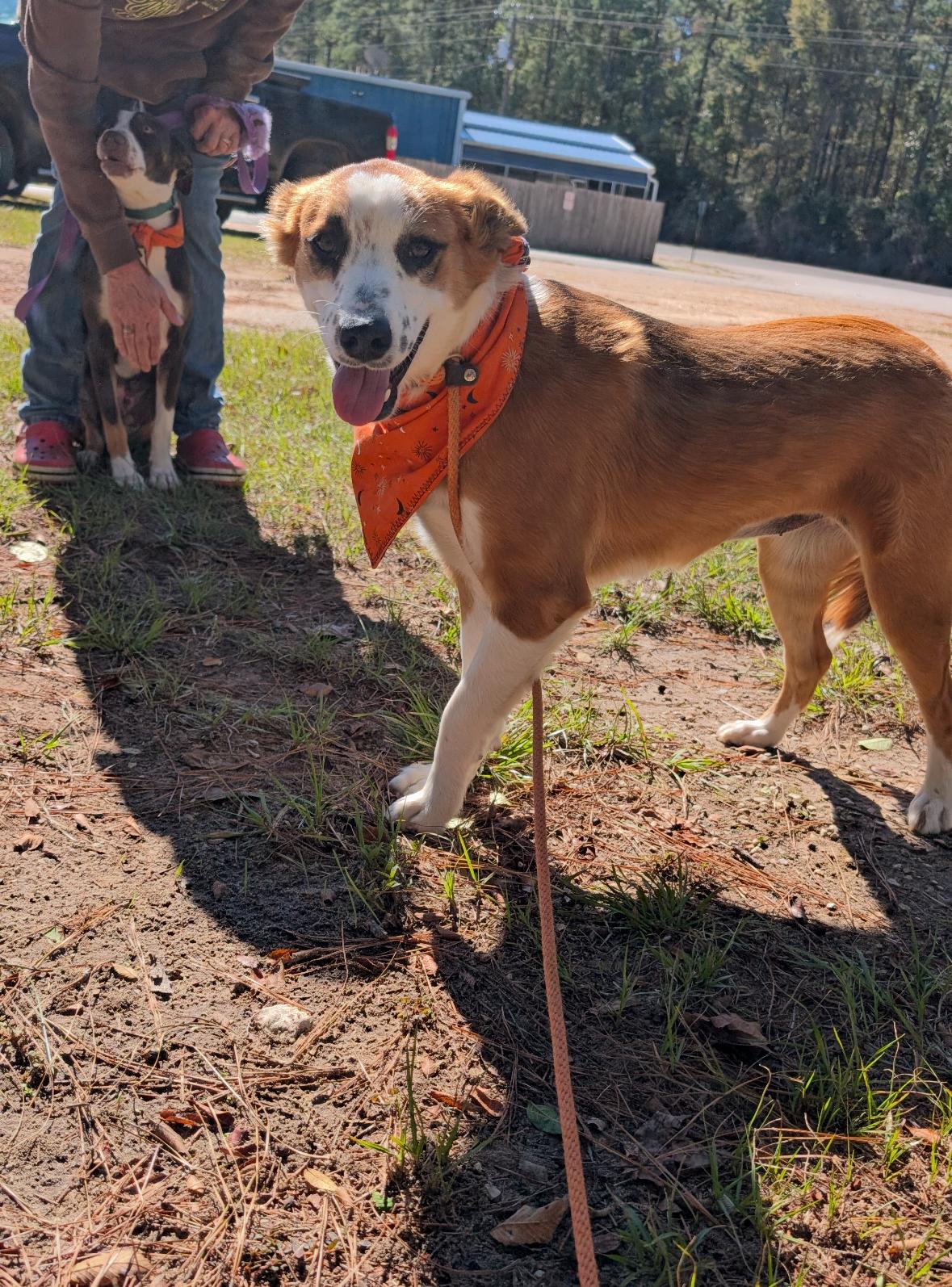 Enlarge Goldie, a Adoptable mixed breed in Coldspring, TX image 3/5