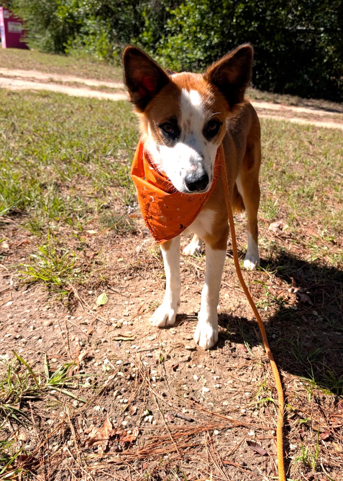Enlarge Goldie, a Adoptable mixed breed in Coldspring, TX image 4/5