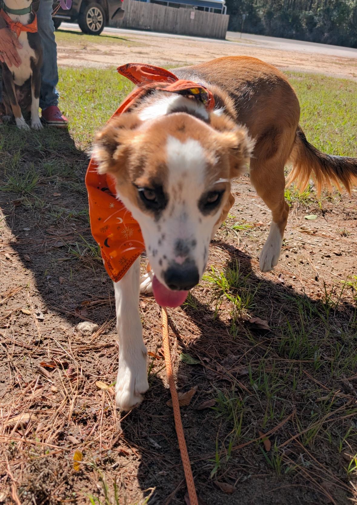Enlarge Goldie, a Adoptable mixed breed in Coldspring, TX image 5/5