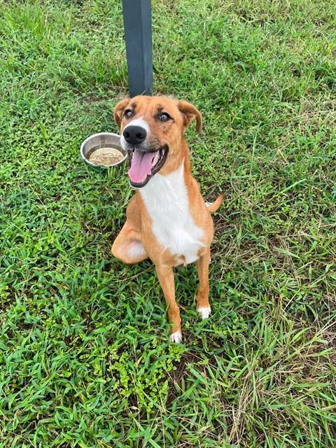 ASIA, Adoptable, Adult Female Carolina Dog & Mixed Breed.