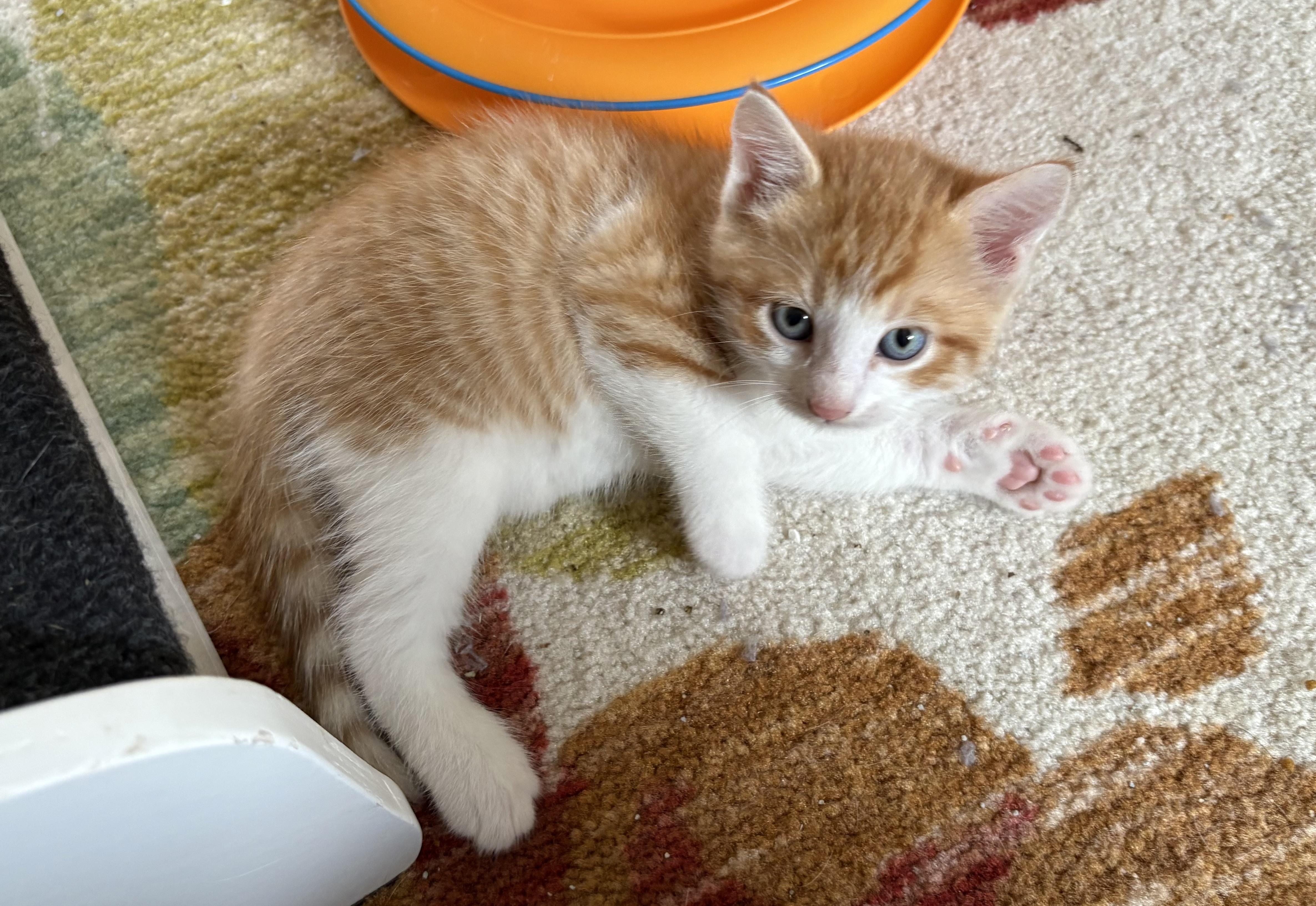 GALANTHUS, Baby Male Domestic Short Hair