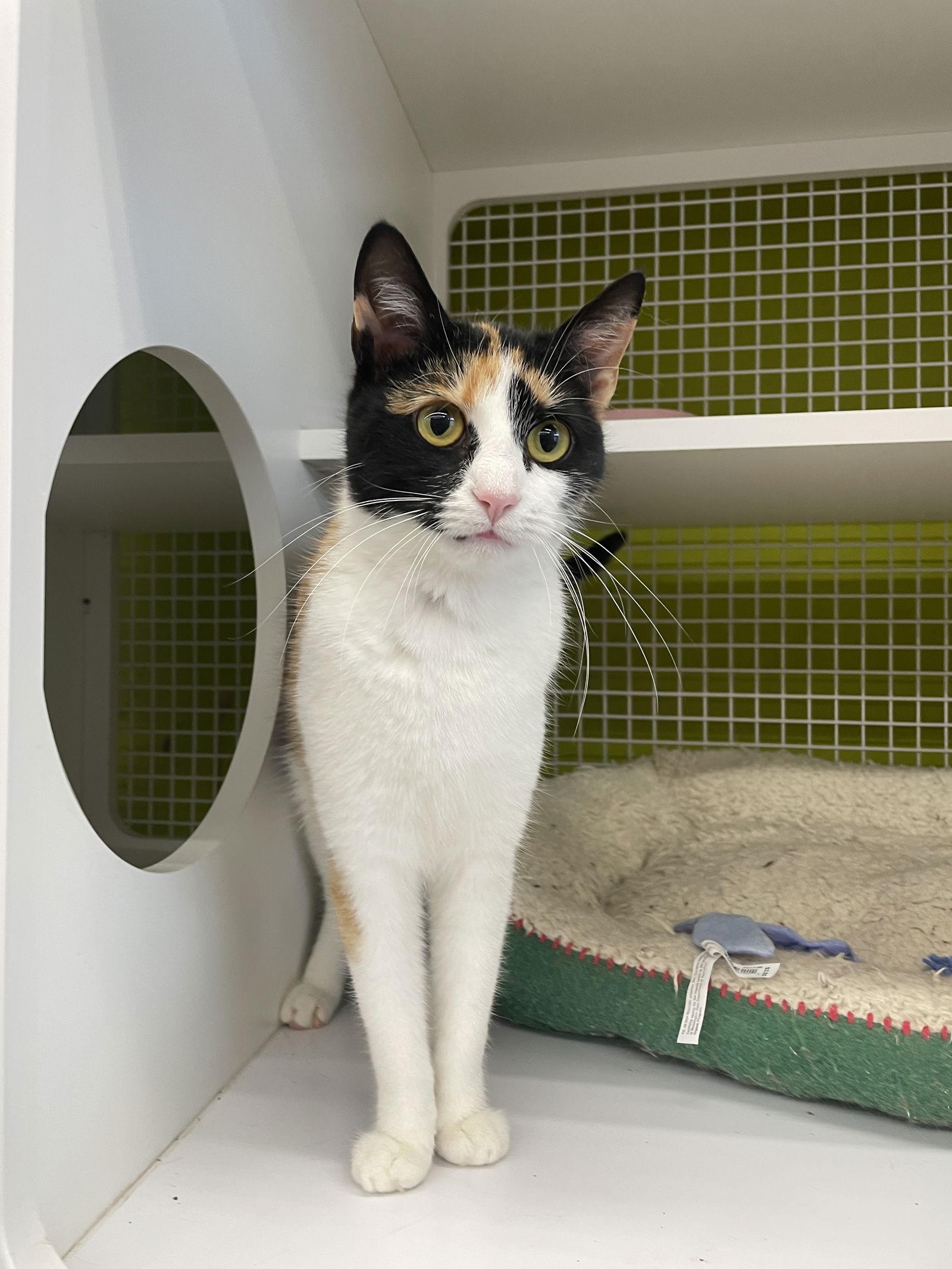 Girlfriend, Adoptable, Adult Female Calico.