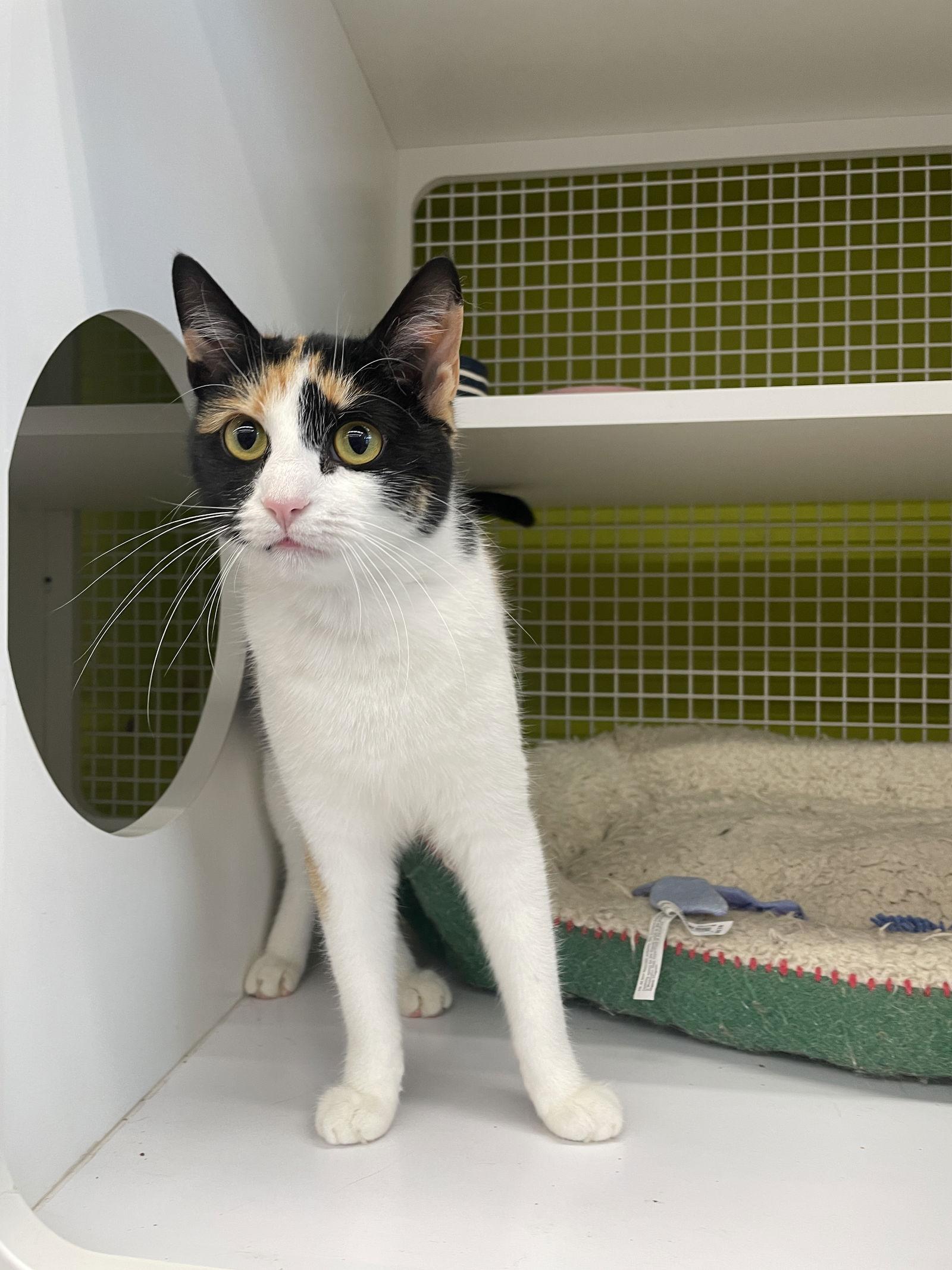 Girlfriend, a Adoptable Calico image 2/2