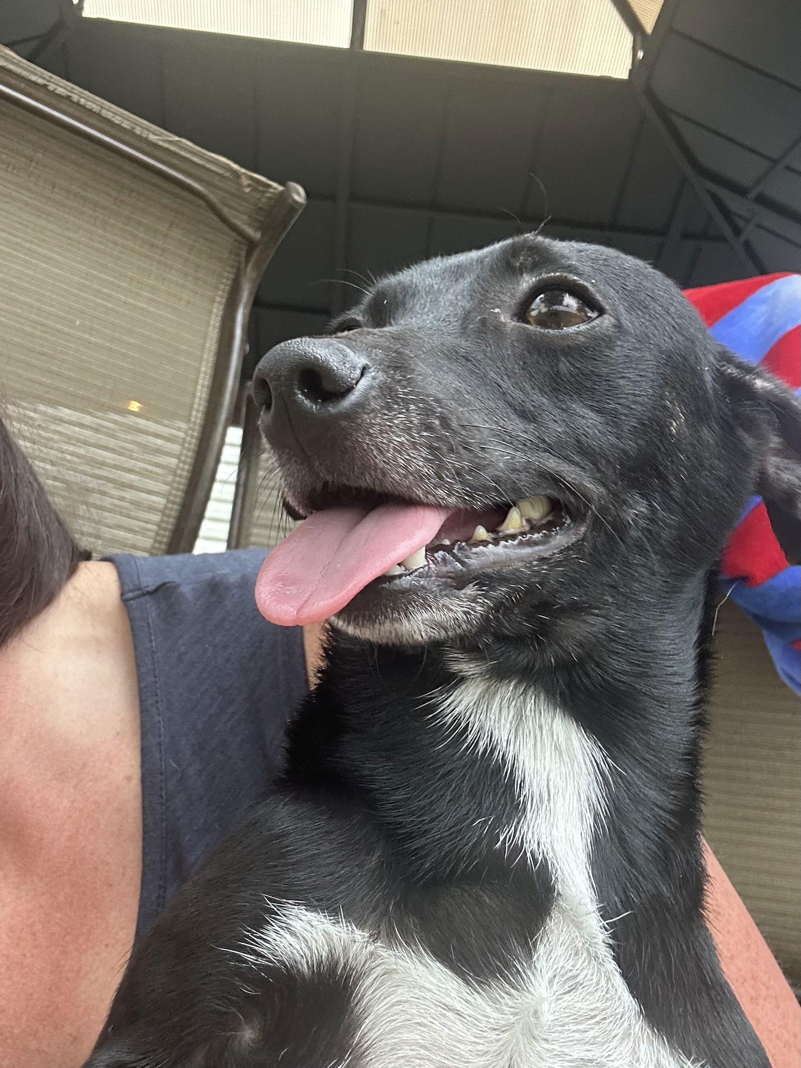 Eva, Adopted, Young Female Chihuahua & Terrier.