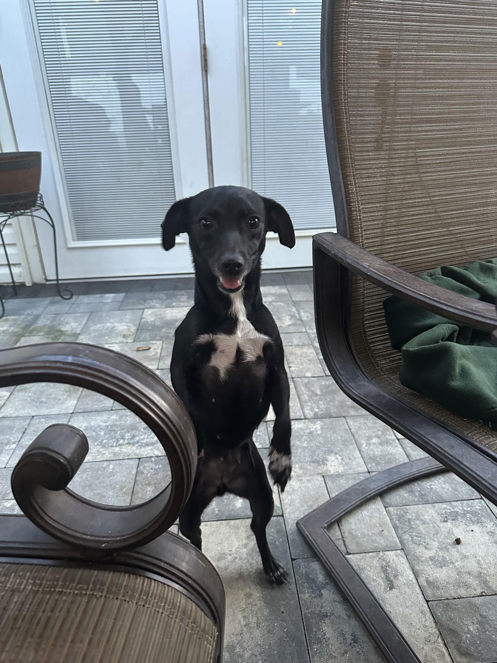 Enlarge Eva, a Adopted mixed breed in Union Beach, NJ image 2/3