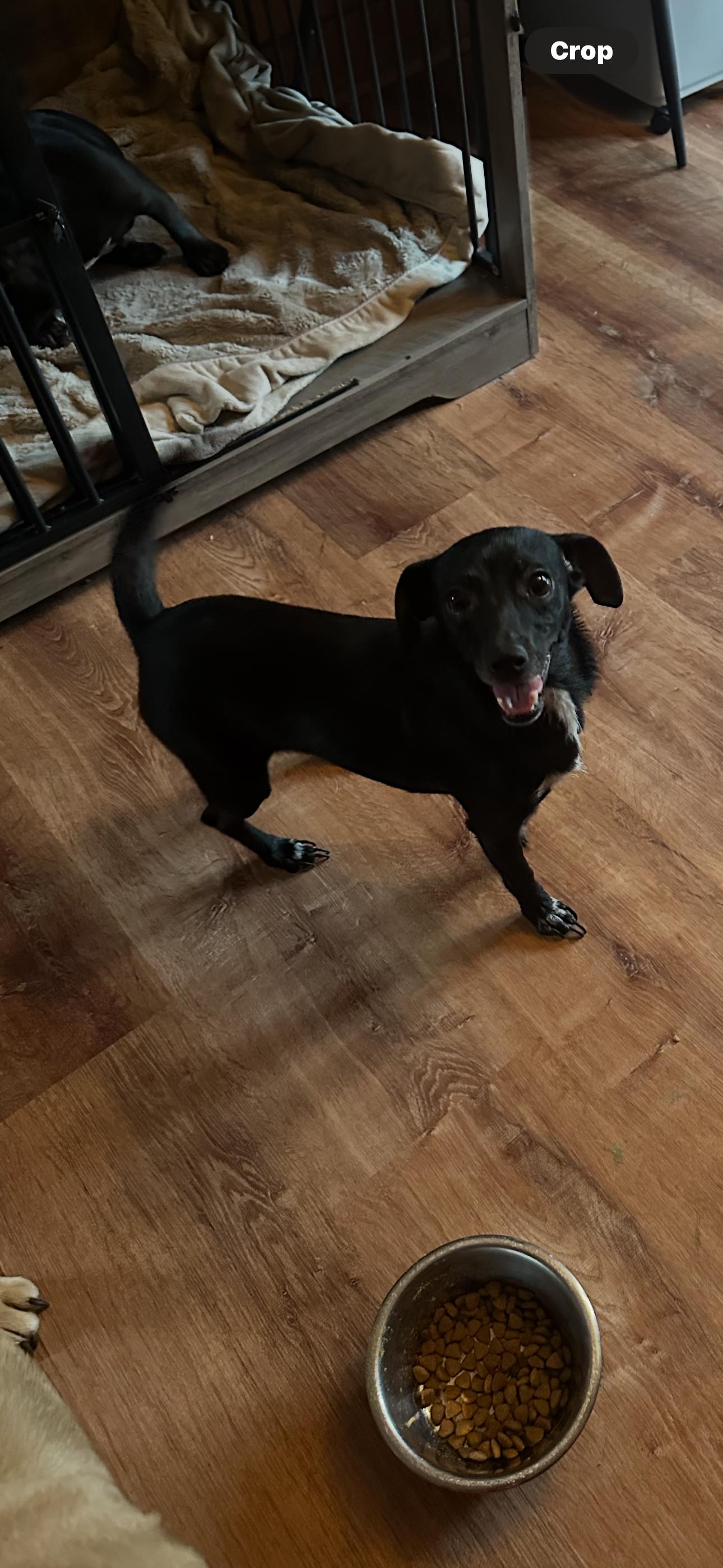 Eva, Adopted, Young Female Chihuahua & Terrier.