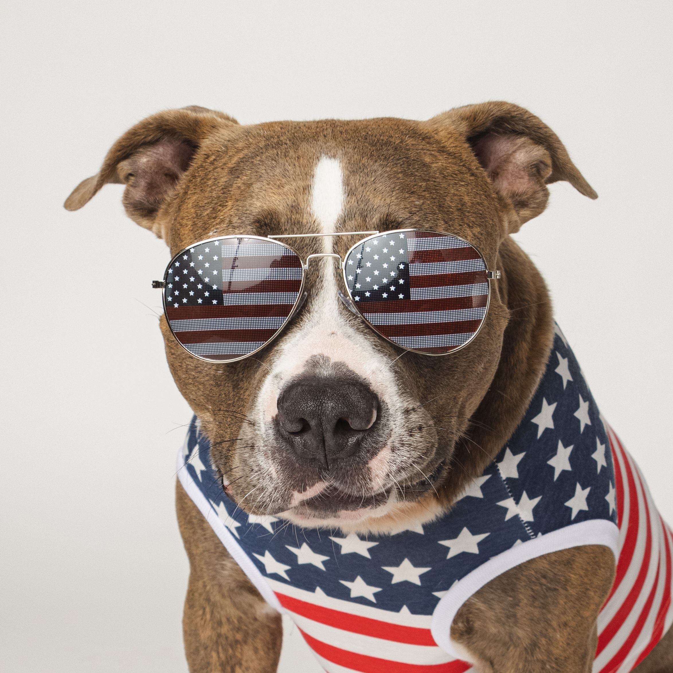 Heath, Adopted, Adult Male American Bully.