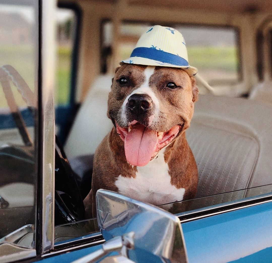 Enlarge Heath, a Adopted mixed breed in Houston, TX image 3/12