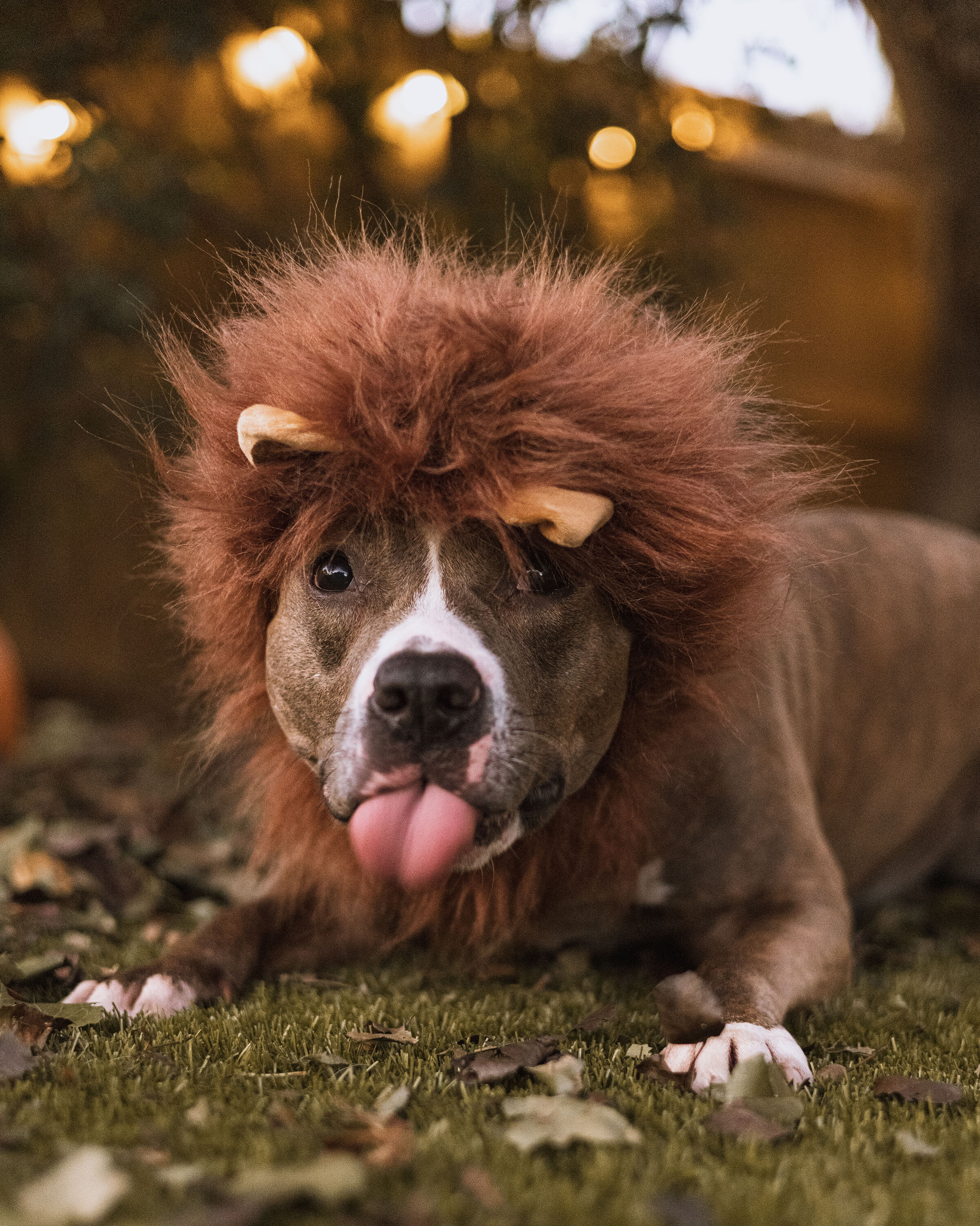 Enlarge Heath, a Adopted mixed breed in Houston, TX image 4/12