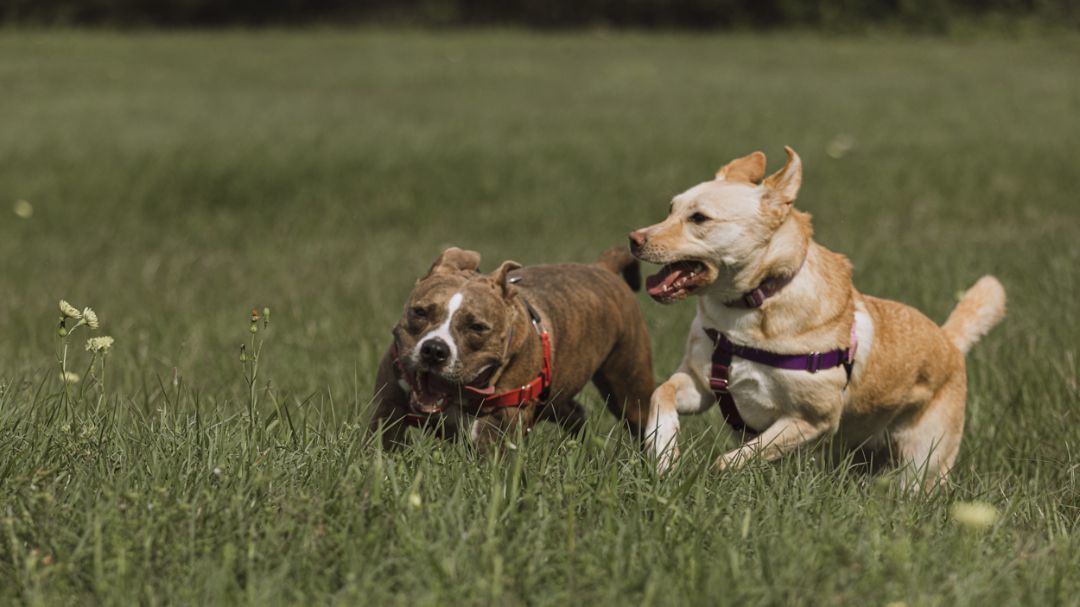 Enlarge Heath, a Adopted mixed breed in Houston, TX image 5/12