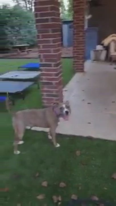 Enlarge Heath, a Adopted mixed breed in Houston, TX video 12/12