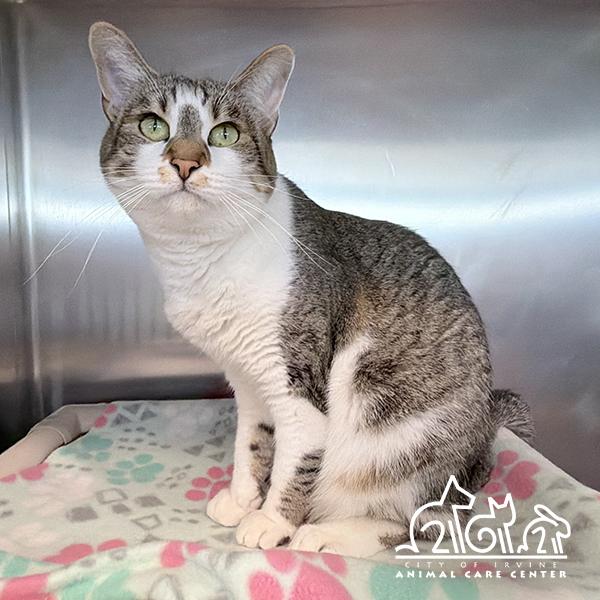 DOTTY, Adoptable, Adult Female Domestic Short Hair.