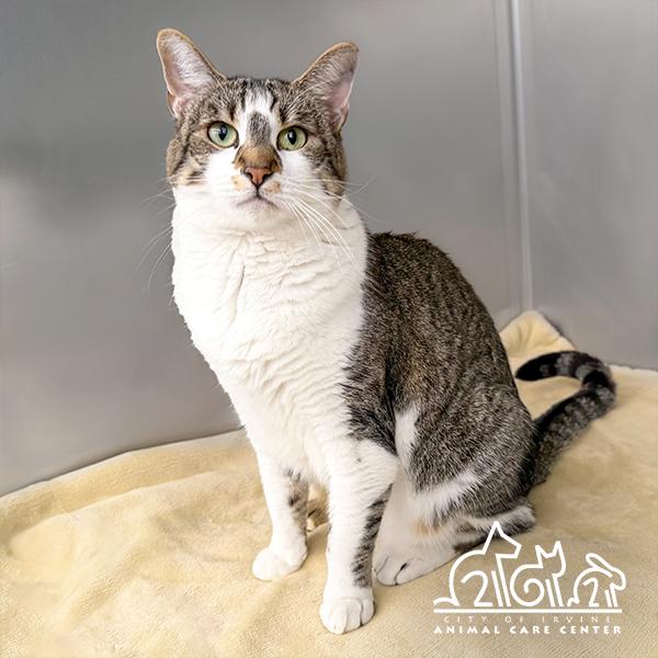 Enlarge DOTTY, a Adoptable Domestic Short Hair in Irvine, CA image 1/1