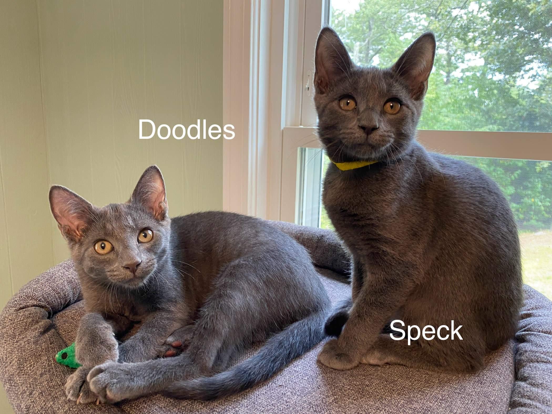 Doodles, Adopted, Kitten Male Domestic Short Hair.