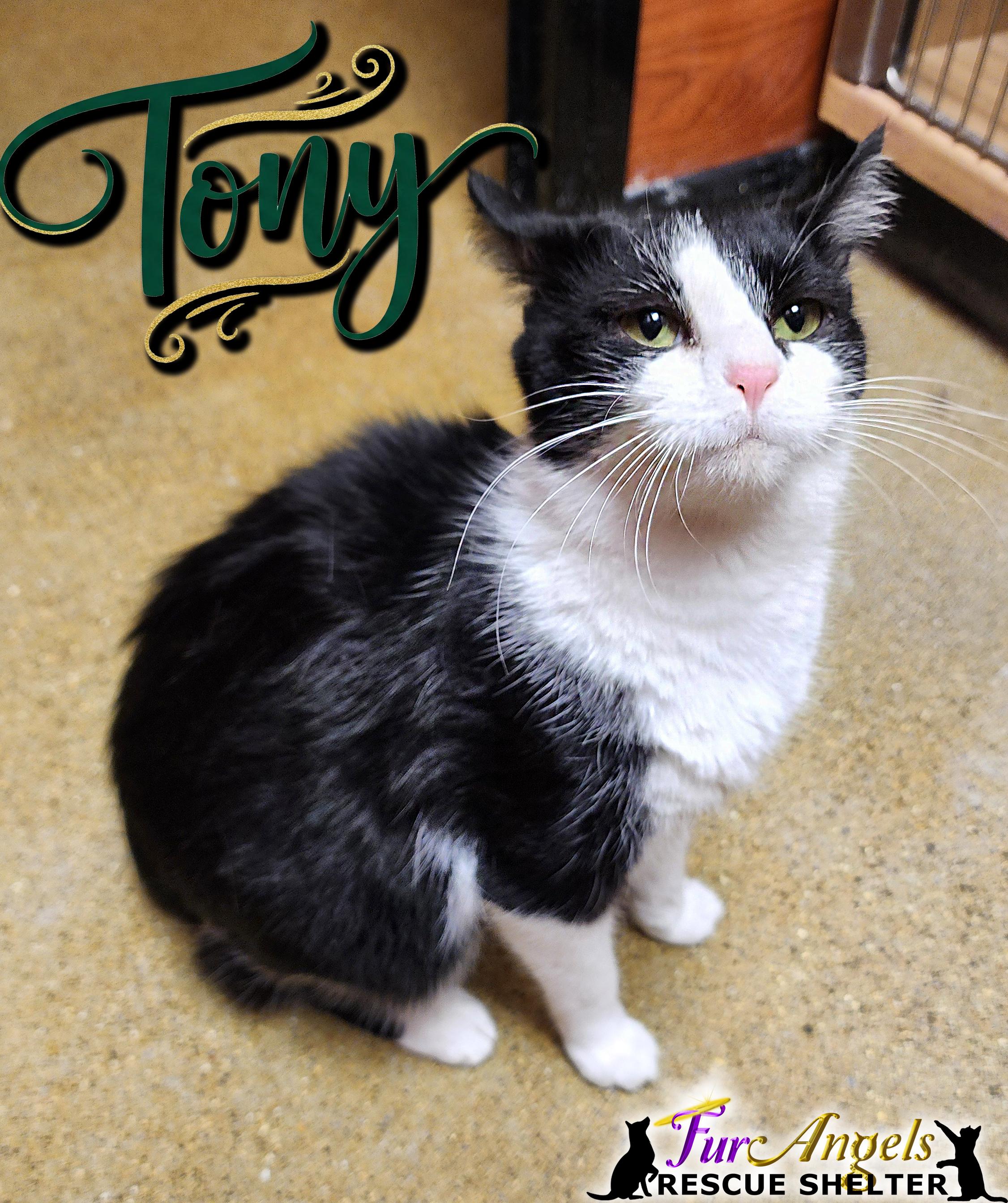 Enlarge Tony, a ADOPTABLE Domestic Short Hair in Toledo, OH image 1/1