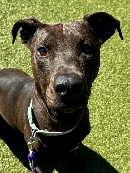 Something About Frogs, Adoptable, Adult Female Mixed Breed & Mixed Breed.