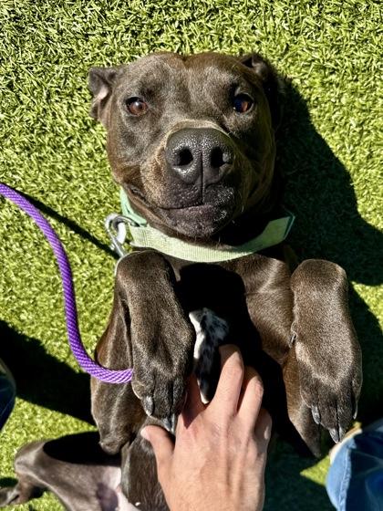 Enlarge Something About Frogs, a Adoptable mixed breed in Wichita, KS image 3/3