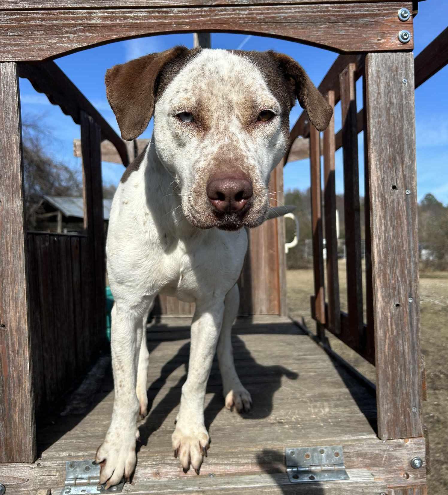 Daphne