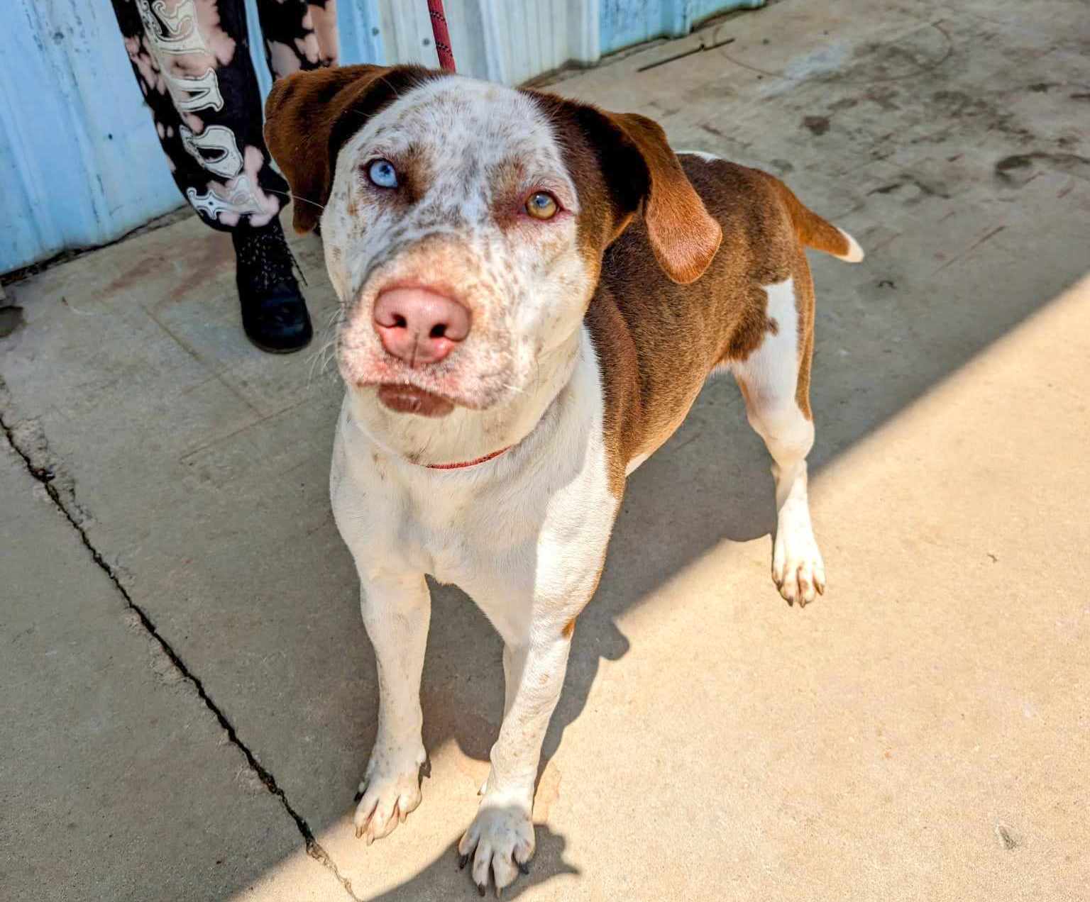 Daphne