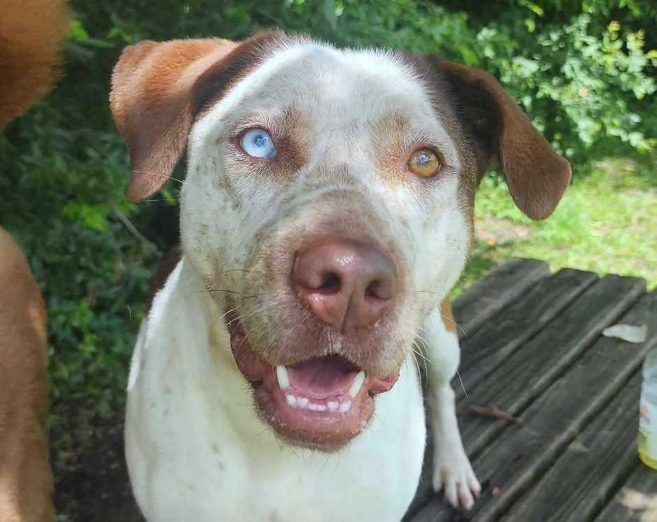Daphne, Young Female Catahoula Leopard Dog
