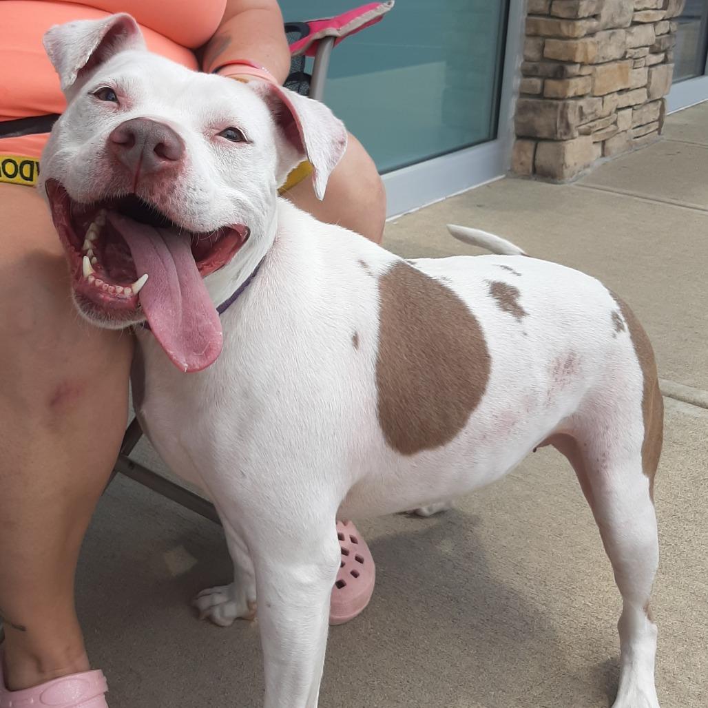 Felicity, a Adoptable mixed breed in Mooresville, IN image 1/5