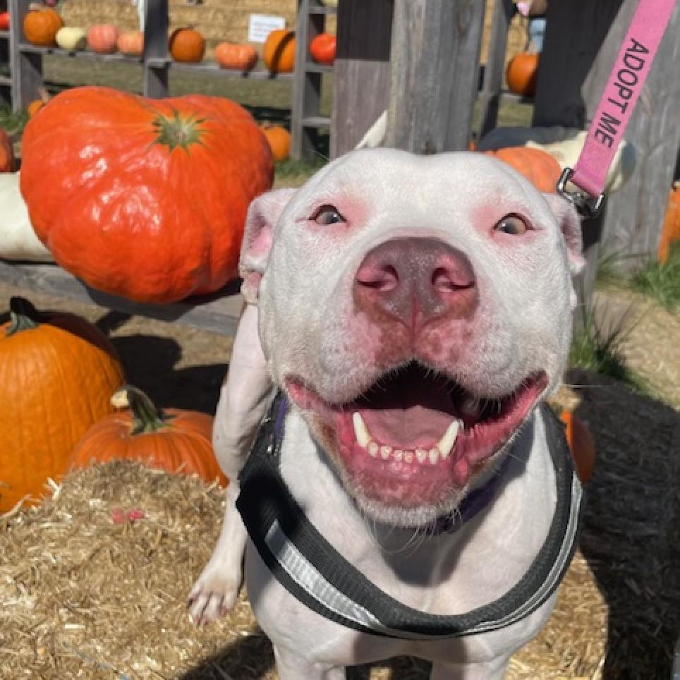 Felicity, Adoptable, Adult Female Pit Bull Terrier.