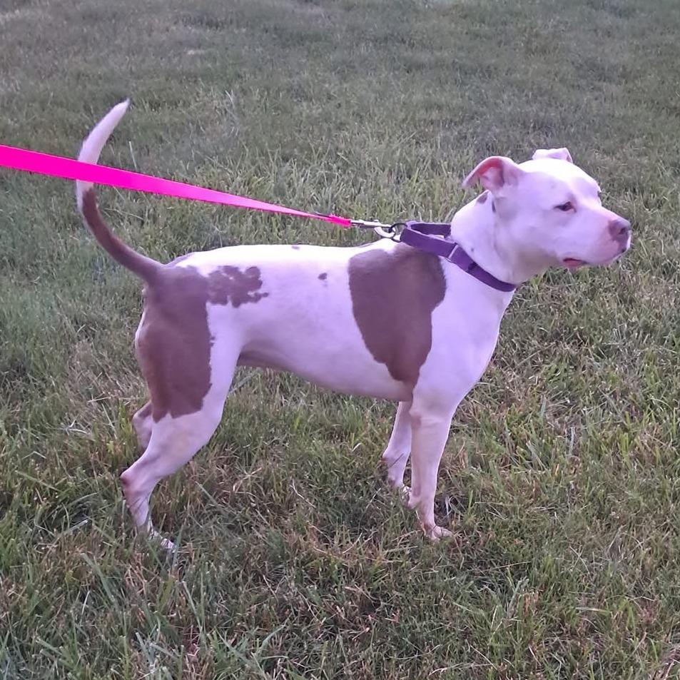 Felicity, Adoptable, Adult Female Pit Bull Terrier.