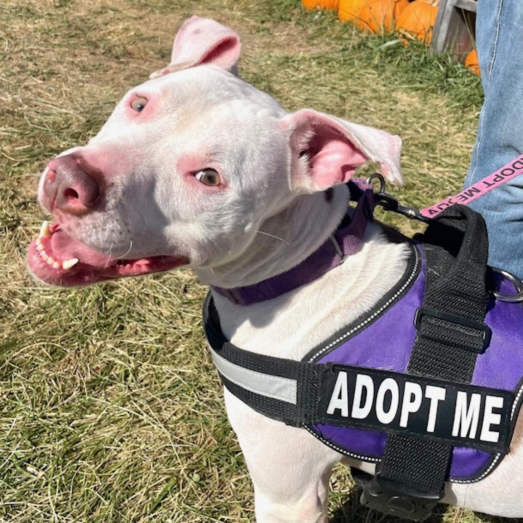 Enlarge Felicity, a Adoptable mixed breed in Mooresville, IN image 3/6