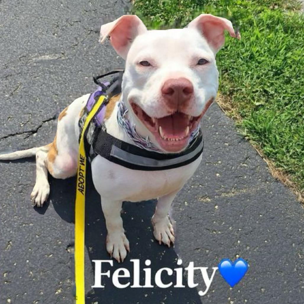 Enlarge Felicity, a Adoptable mixed breed in Mooresville, IN image 4/6