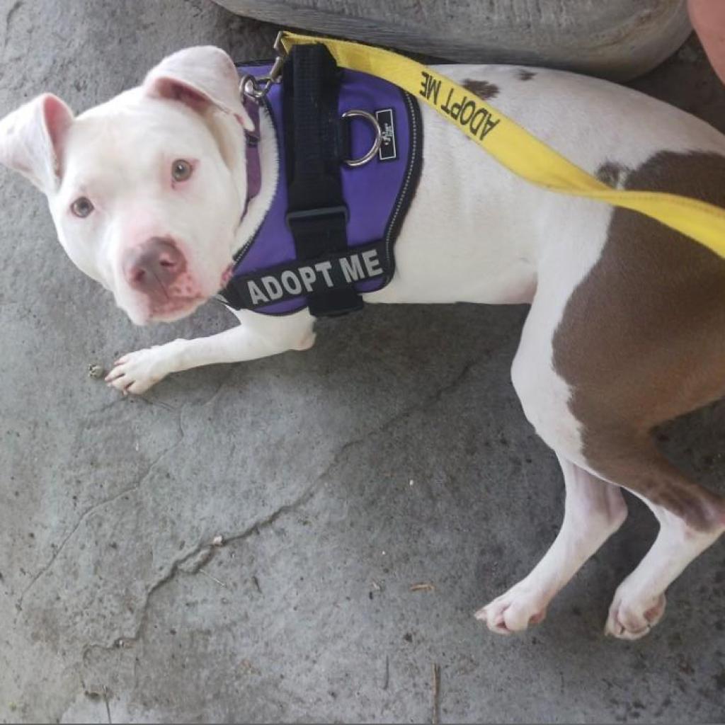 Enlarge Felicity, a Adoptable mixed breed in Mooresville, IN image 5/6