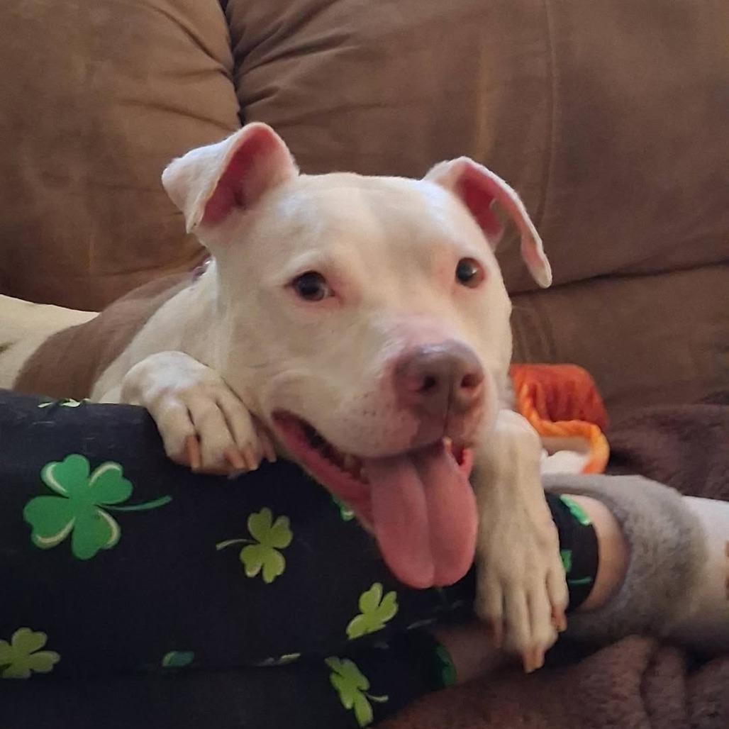 Felicity, a Adoptable mixed breed in Mooresville, IN image 4/5