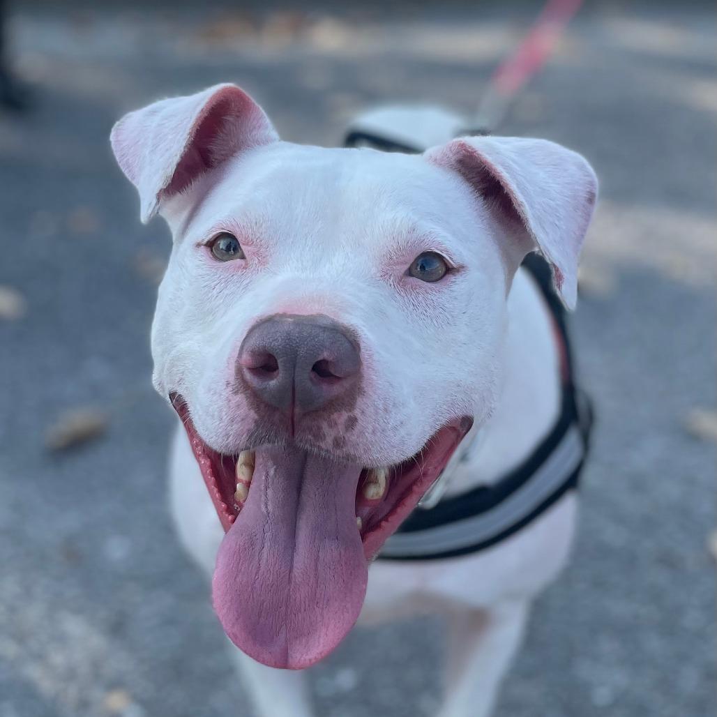 Enlarge Felicity, a Adoptable mixed breed in Mooresville, IN image 6/6