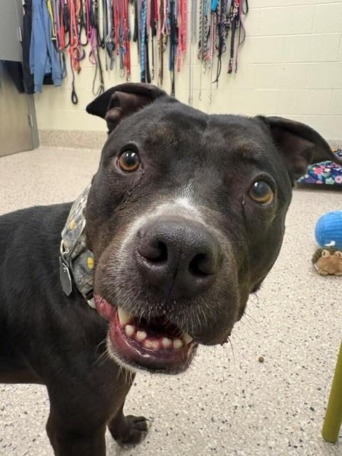 BUBBLES, Adoptable, Adult Male American Staffordshire Terrier & Mixed Breed.