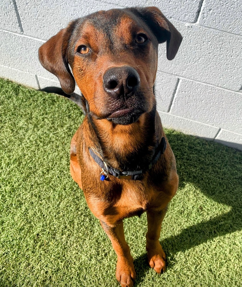 Toby, a Adopted mixed breed in Queen Creek, AZ image 1/6