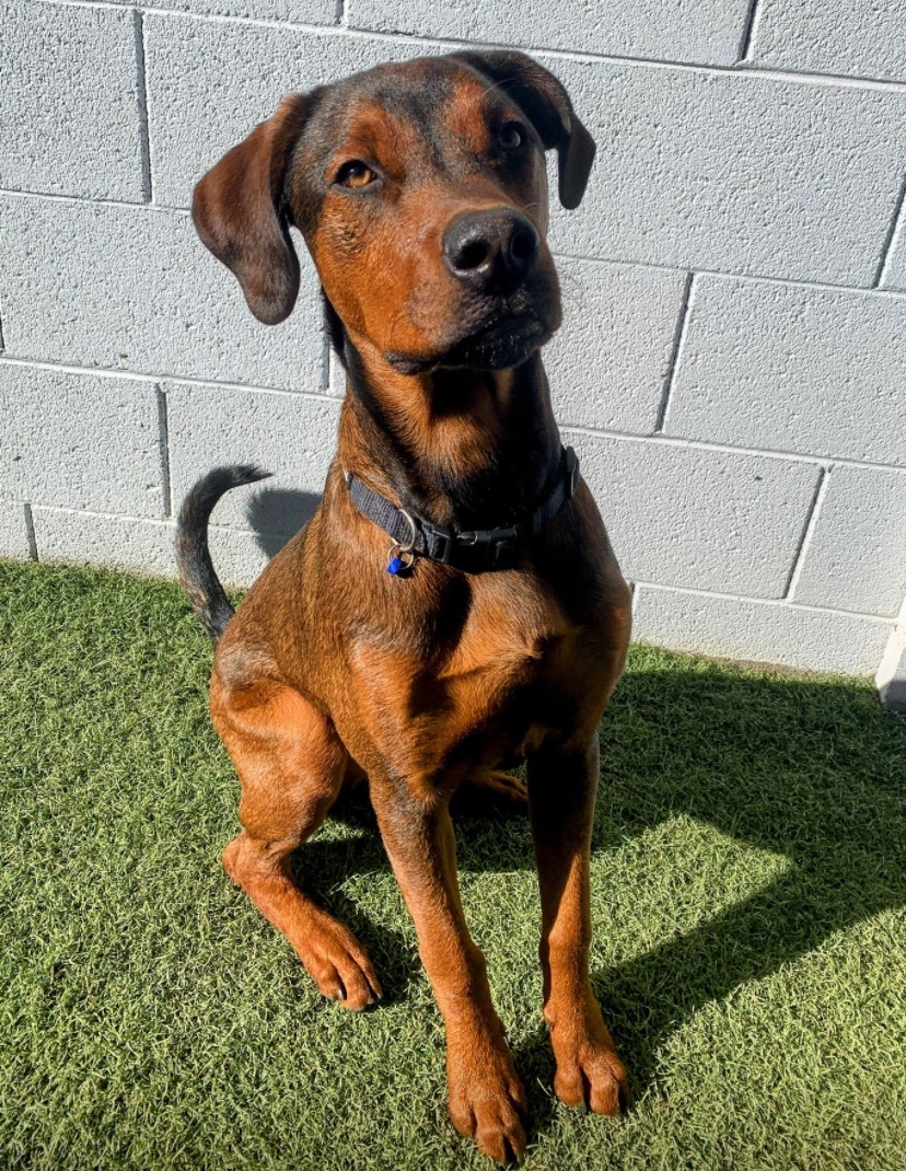 Toby, a Adopted mixed breed in Queen Creek, AZ image 2/6