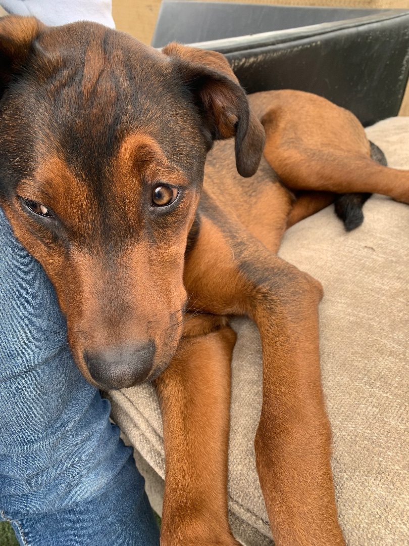 Toby, a Adopted mixed breed in Queen Creek, AZ image 3/6