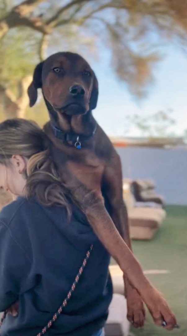 Toby, a Adopted mixed breed in Queen Creek, AZ image 4/6