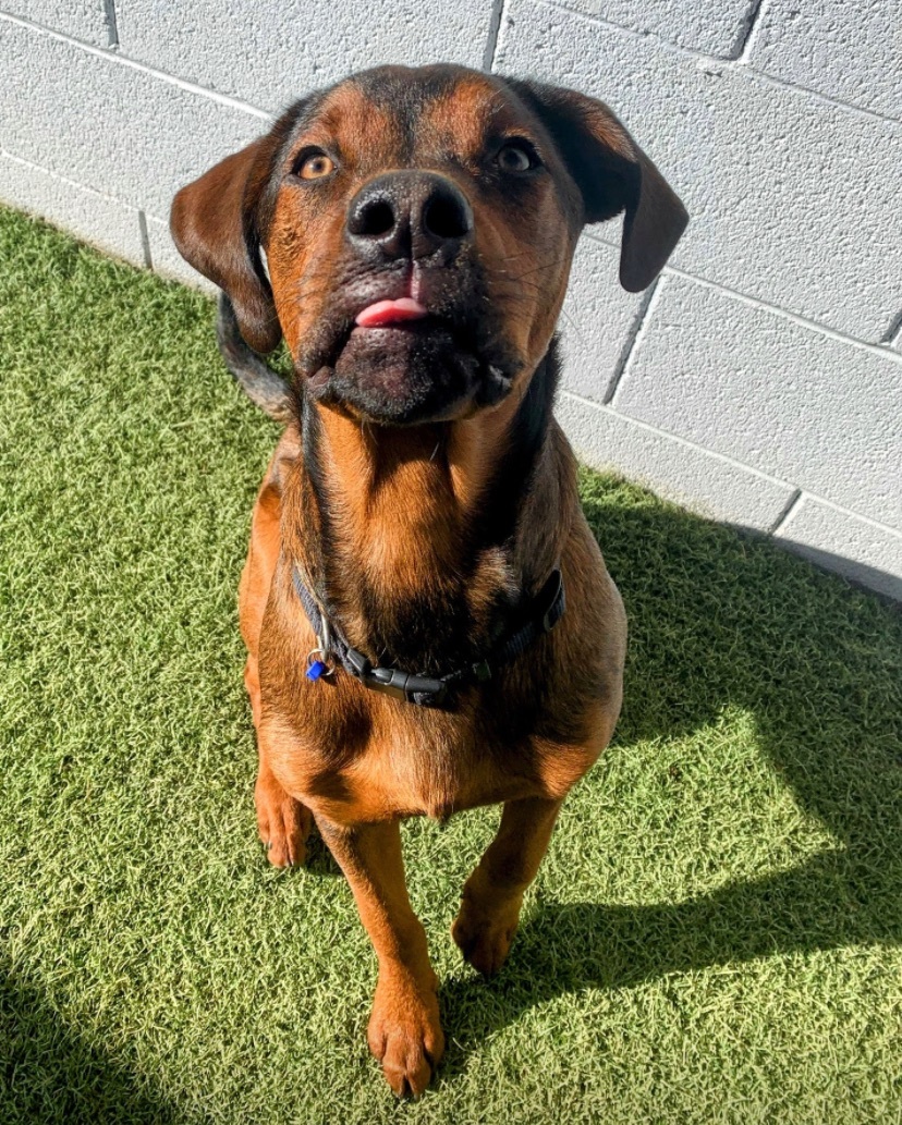 Toby, a Adopted mixed breed in Queen Creek, AZ image 5/6